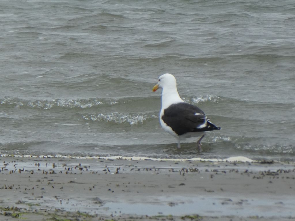 Gabbiano da id.: Mugnaiaccio (Larus marinus)